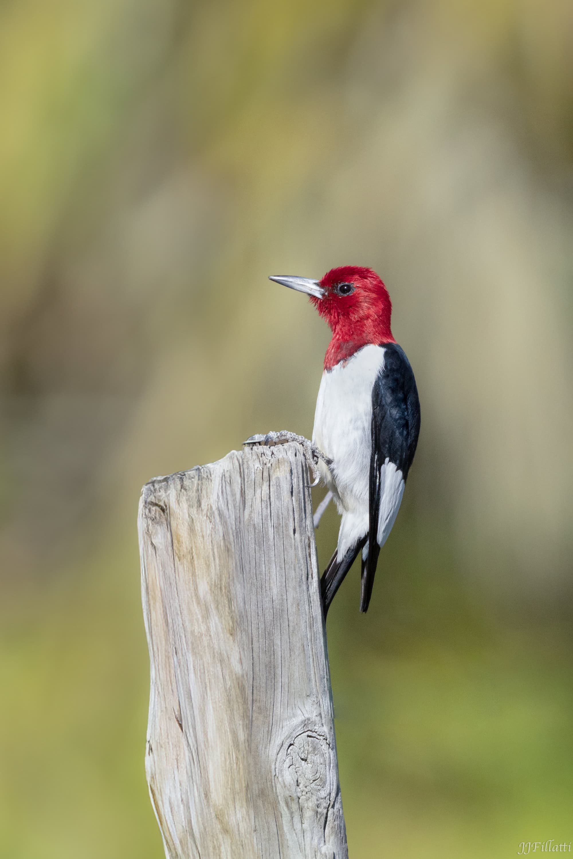 bird of florida image 25